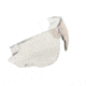 Bolle Combat Esp Spare Lens Asaf - 40170