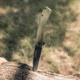 Browning Branded Rock Field Assisted Opening Folding Knife, 3in, 7Cr17Mov, Tanto, G10 Handle, N, 3220507