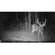 Browning Trail Cameras Strike Force Hd Max, Camo, BTC-5HD-MAX