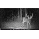 Browning Trail Cameras Strike Force Pro-X 1080 Trail Camera, BTC 5PX-1080