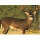 Caldwell Natural Series Deer Target 234412