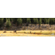 Cerus Gear 3mm Promats 12''x36'' Elk Call Of The Wild Full Clr