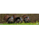 Cerus Gear 3mm Promats 14''x48'' Eastern Tom Turkey Full Color