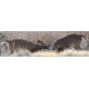 Cerus Gear 3mm Promats 14''x48'' Whitetail Bucks Full Color