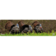 Cerus Gear Magnum XXL 14x48 Eastern Tom Promat - Full Color, MM-TOM-STRUT-LIF-FC