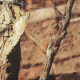 Champion Shotgun Stock,Moss 500 Mossy Oak Break Up Infinity 78099