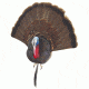 Cherokee Turkey, Taxidermy Bust MF9300