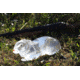 Clear Ballistics Ballistics Gel 3-D Rabbit Target, Clear, CBG-7970