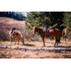 Two Pack Horses