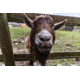 Brown Goat