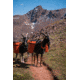 Pack Goats with Panniers