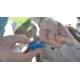 Cuda Knot Tying Tool, Blue, 4in, 23079