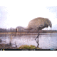 Cuddeback C2 Long Range Video Camera 20 MP Brown