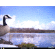 Cuddeback C2 Long Range Video Camera 20 MP Brown