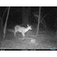 Cuddeback C2 Long Range Video Camera 20 MP Brown