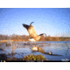 Cuddeback C2 Long Range Video Camera 20 MP Brown