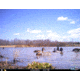 Cuddeback C2 Long Range Video Camera 20 MP Brown