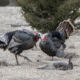Dave Smith Decoys Jake Strutter Decoy