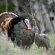 Dave Smith Decoys Upright Hen Decoy