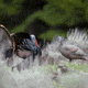 Dave Smith Decoys Upright Hen Decoy