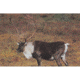Delta McKenzie Tru-Life Target, Caribou 70495