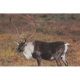 Delta McKenzie Tru-Life Target, Caribou, 70495