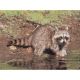 Delta McKenzie Tru-Life Target, Raccoon, 70530