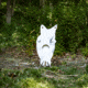 Double Tap Industries Front Facing AR500 Coyote Target w/Reactive Vital, Raw, RT-GT-COY-002