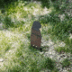 Double Tap Industries Rimfire Prairie Dog Ground Stake Popper Target, Raw/Black, PT-GS-PD-RIM