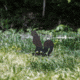 Double Tap Industries Rimfire Squirrel Ground Stake Popper Target, Raw/Black, PT-GS-SQ-RIM