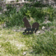 Double Tap Industries Rimfire Squirrel Ground Stake Popper Target, Raw/Black, PT-GS-SQ-RIM