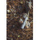 Duck Commander DCRDC100 Phil Robertson Pro Series Oak Duck Raspy Brown Wood/Acry DCPPSO