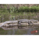 DuraMesh Archery Target Alligator, 25 in. x 32 in., Grey 1001418