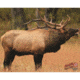 DuraMesh Archery Target, Elk 1 25 in. x 32 in. DM206
