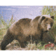 DuraMesh Archery Target Grizzly Bear, 25 in. x 32 in., Brown 1001412