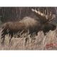 DuraMesh Archery Target, Moose 25 in. x 32 in., DM214
