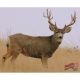 DuraMesh Archery Target, Mule Deer 2 25 in. x 32 in., DM216