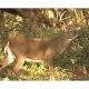 DuraMesh Archery Target, Whitetail 3 25 in. x 32 in., DM221