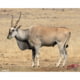 DuraMesh Archery Target, Eland, Multi, 25 x 32in, DM234