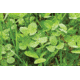 Evolved Habitats Prograze - 4Lb, Black, EVL-EVO70400