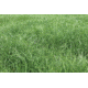 Evolved Habitats Throw &amp; Gro X-Treme w/ Radish - 5Lb, Black, EVL-EVO73005