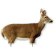 Extreme Dimension Wildlife Calls Phantom HD Decoy - Doe Whitetail ED-PD-503