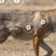 EZ-Aim Allen Paper Four Color Coyote Target, 25X35, 15284