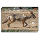 EZ-Aim Allen Paper Four Color Coyote Target, 25X35, 15284