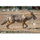EZ-Aim Allen Paper Four Color Coyote Target, 25X35, 15284
