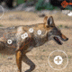 EZ-Aim Splash Non-Adhesive Coyote Target, Green, 13X24, 15266