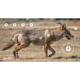 EZ-Aim Splash Non-Adhesive Coyote Target