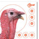 EZ-Aim Turkey Target, 6-Pk, 12X12, 15322