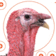 EZ-Aim Turkey Target, 6-Pk, 12X12, 15322