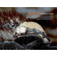 Fenix Lighting HP35R SAR Lithium Ion 4000 Lumens Headlamp